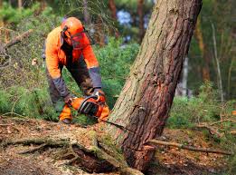 Best Root Management and Removal  in Stonewood, WV