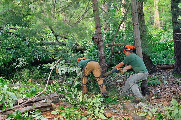 Best Pest Control for Lawns  in Stonewood, WV