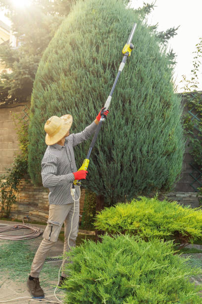 Best Tree Trimming and Pruning  in Stonewood, WV